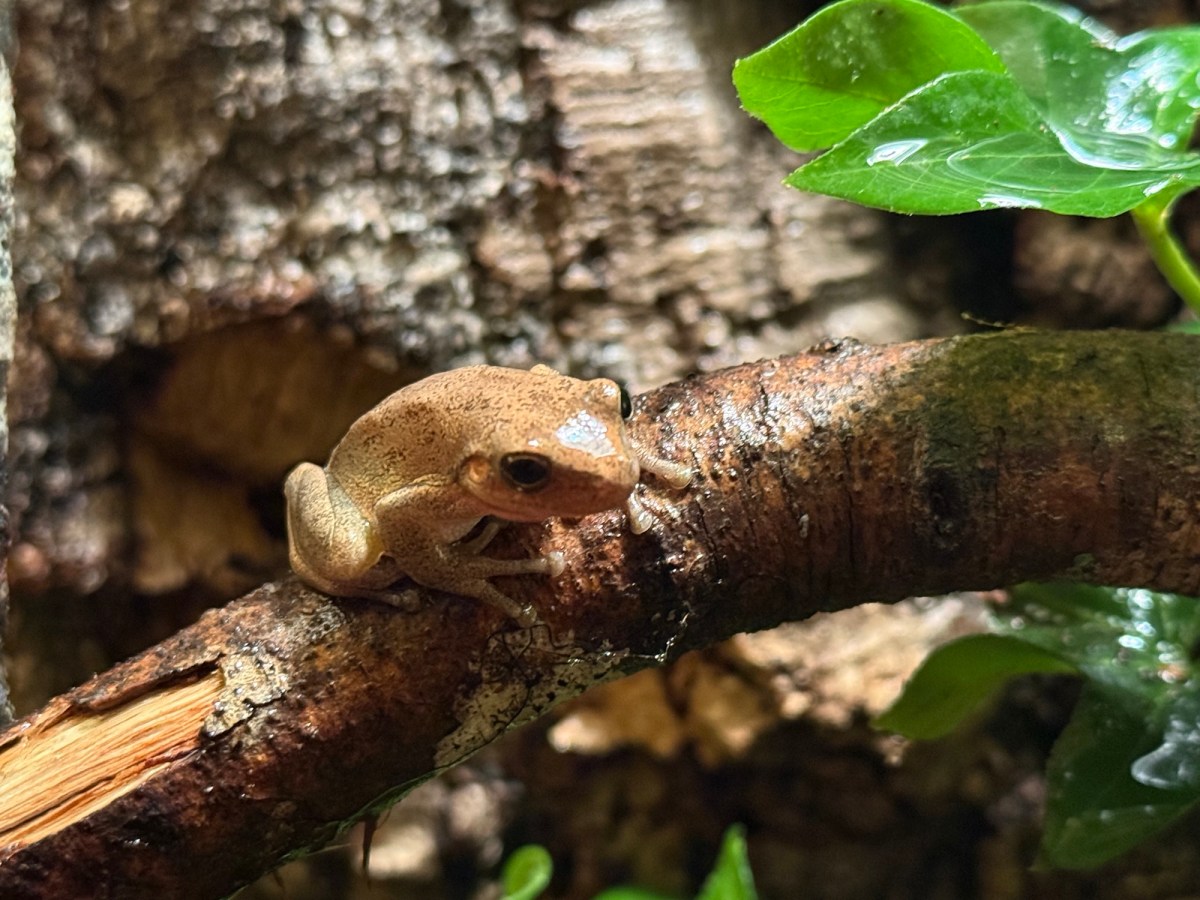 Dwindling Time and a Lazy&nbsp;Frog